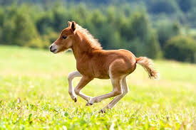 Horse Names Baby Horses Horses Horse Names