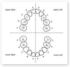 Dental Tooth Numbering Child Tooth Chart Dental Teeth