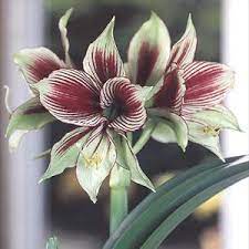 Amaryllis Amaryllis Plant Amaryllis Flowers Amaryllis Bulbs