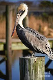 Find images of florida birds. Florida Brown Pelican Photograph By Paul Lindner