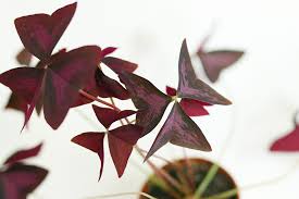 Un arbuste à feuilles rouges particulièrement bien adapté à la culture en pot. 10 Plantes D Interieur Qui Ne Sont Pas Vertes Mango And Salt