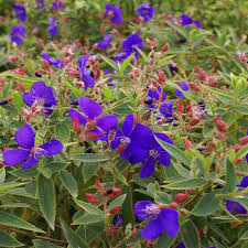 We did not find results for: Garden Center Flowers Trees Shrubs Tampa S Best Landscape Supply