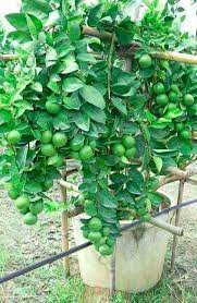 Bagaimana cara penanaman limau kasturi. Pokok Limau Nipis Jambak Vegetable Garden Planning Fruit Garden Organic Vegetable Garden