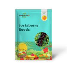 Image result for jostaberry