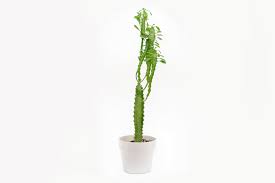 This height/grade of cathedral cactus is not normally available in retail garden centres. African Milk Tree Care How To Care For Your Euphorbia Trigona Potted Pixie