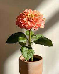 Image result for Nesaea schinzii