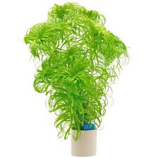 Image result for Syngonanthus