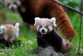 Pin By Nimet Puskul On Bu Hayvanlar Nereye Bakiyor Weird Animals Cute Animals Animals