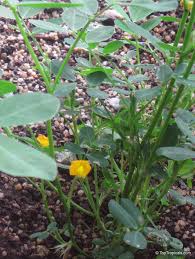Image result for Arachis hypogaea