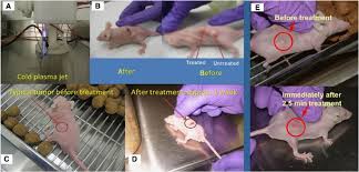 Ehrlich pest control is your local pest control expert, providing solutions for your home or business near charlotte, nc. Cold Plasma Selectivity And The Possibility Of A Paradigm Shift In Cancer Therapy British Journal Of Cancer