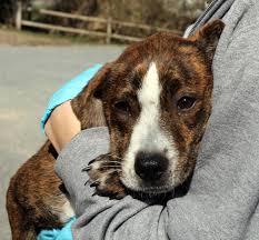 To learn more about each adoptable dog, click on the i icon for some fast facts, or click on their name or photo for full details. Brewster Animal Shelter Giving Southern Puppies A Second Chance Capecod Com
