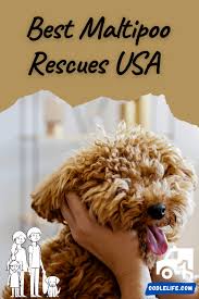 Their demeanor is reflected directly through our hands on raising practices from their birth. 5 Best Maltipoo Rescues Usa Oodle Life