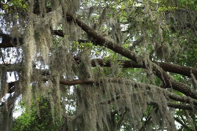 Historic district oaks in Savannah, AI generated