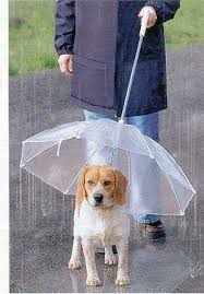 Yes Cool Dog Product Now Your Little One Has No Excuse Not To Go Out And Go Potty Kopek Aksesuarlari Kopek Malzemeleri Kopek