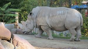 Rhino records is the label home of warner music's legendary catalog (warner. Save The Rhino International Parques Reunidos Foundation
