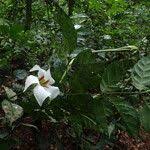 Image result for Rothmannia longiflora