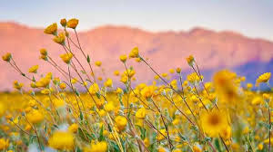 Image result for 2019 spring wildflowers in California