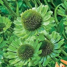 Green Jewel Coneflower Unique Shade Of Green Adds Variety To The Summer Garden Light Green Petals Surround The Plants Echinacea Purpurea Spring Hill Nursery
