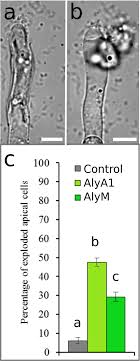 We did not find results for: Alginates Along The Filament Of The Brown Alga Ectocarpus Help Cells Cope With Stress Scientific Reports