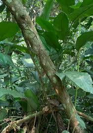 Image result for Psorospermum mechowii