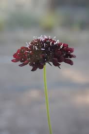 Image result for Scabiosa