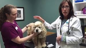 How long after eating should you give a dog insulin? Reasons To Give Cytopoint Injection To Your Dog Smartfamilypets