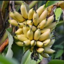 Ujung buah menekan dan melukai buah lainnya, buah pecah, dan buah memar karena tekanan (gambar 17). Gambar Buah Pisang Emas