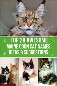 This would be a great option for a timeless classic cat name. Top 29 Awesome Maine Coon Cat Names Ideas Maine Coon Guide