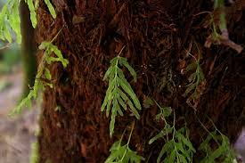 Image result for Polyphlebium