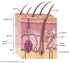 Download human skin images and photos. Human Skin Anatomy Britannica