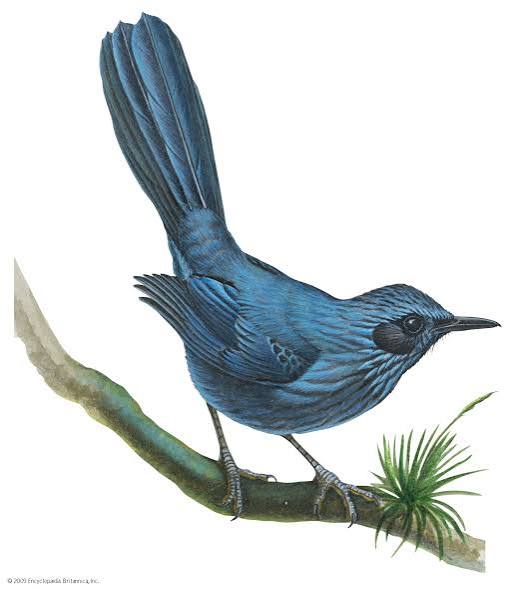 Mockingbird | Songbird, Mimicry, Nocturnal | Britannica