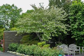 Stellar Pink Dogwood Trees For Sale Online The Tree Center