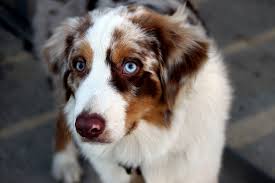 The australian shepherd is a widely popular breed choice, ranking 17 out of 193 in popularity by the american kennel club.this active and spirited canine is also stunning, with gorgeous multicolored coat markings and eye colors. Australian Shepherd Grooming The Essential Guide