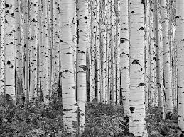 Black And White Aspen Tree Pictures Eyes Flying Colorado Aspen Trees Photography Aspen Trees Tree Photography