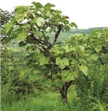 Image result for Cissus humbertii