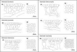 Image result for Heteromorpha sp. agg.