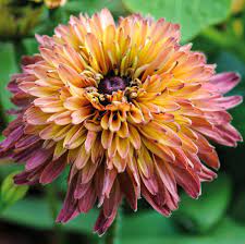 Rudbeckia 50 Pcs Seeds Caramel Mixed Etsy Flower Seeds Wedding Plants Annual Flowers