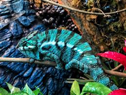 Panther chameleons are typically the most laid back and easy to handle of the beginner level chameleons, although not all chameleons tolerate handling as well as others. Care Feeding Chromatic Chameleons
