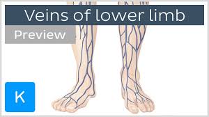 Veins Of The Lower Extremity Preview Human Anatomy Kenhub