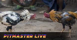 Pitmaster Login