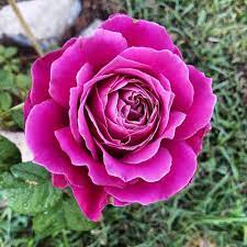 Pretty lady roses has long lasting multi petaled deep plink flowers with a sweet spice fragrance. Facebook