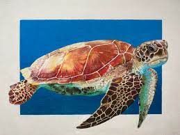 Download images for teachers and use any clip art,coloring,png graphics in your website, document or presentation. Summertime Sea Turtle Me Colored Pencils 2020 Drawing