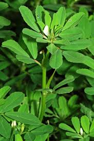 Image result for Microcharis remotiflora