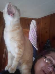 Orange cat funny photos wanted