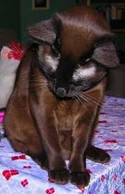 He's 2, in good health. Cat Hair Loss Its Causes And Treatment