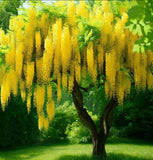 Image result for Laburnum anagyroides