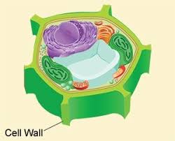 Check spelling or type a new query. What Organisms Other Than Plants Possess A Cell Wall Quora