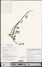 Image result for Heterotis decumbens