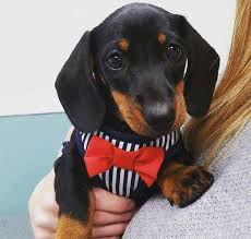 To Prevent Their Dry Skin Problem Wash In Head And Shoulders Shampoo Makes Them So Soft And Smell So Go Dachshund Puppy Black Funny Dachshund Dachshund Puppy