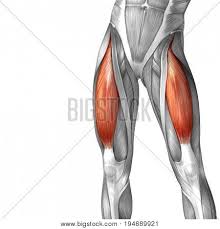 Leg anatomy muscles and tendons how to fix achilles. Concept Conceptual 3d Image Photo Free Trial Bigstock
